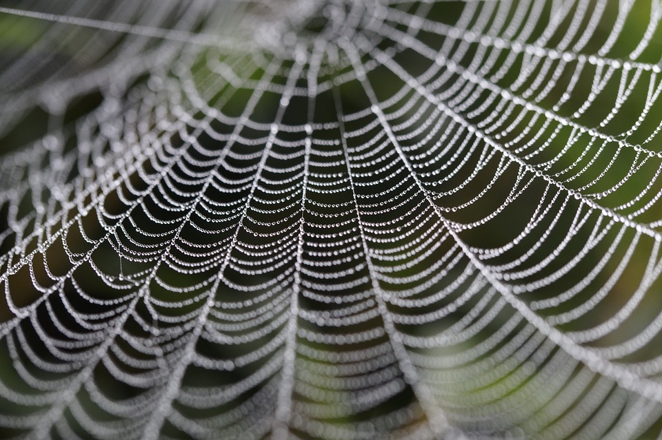 075-02 Cobweb